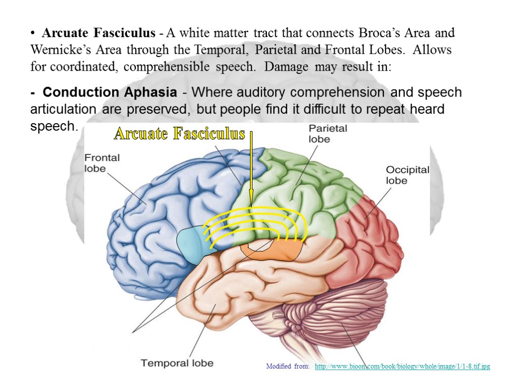 Arcuate Fasciculus - A white matter tract that connects Broca’s Area and Wernicke’s Area